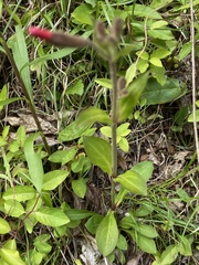 Silene virginica robusta