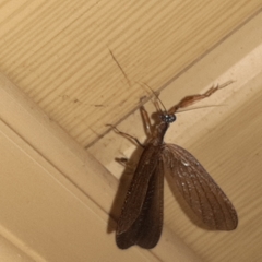 Pseudomiopteryx infuscata