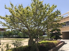 Lagerstroemia indica