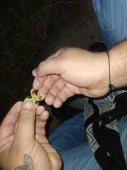 Pleurodema brachyops