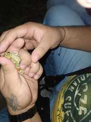 Pleurodema brachyops