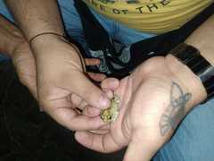 Pleurodema brachyops