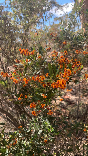 Gastrolobium parviflorum, 2026-08-30