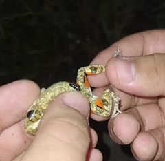 Pleurodema brachyops