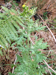 Senecio sylvaticus, photograph author not stated, no rights reserved