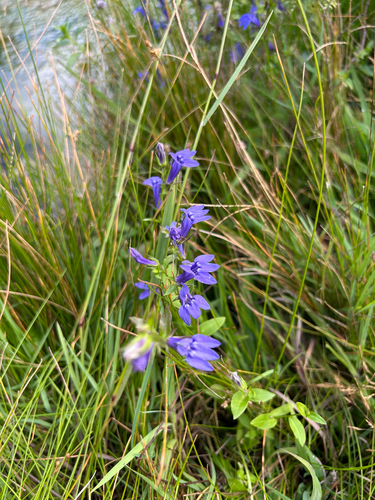 great blue lobelia