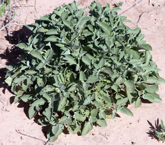 Physalis mollis