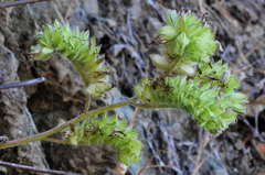 Phacelia imbricata imbricata