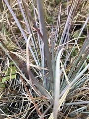Andropogon virginicus
