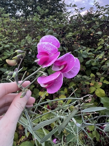 broad-leaved sweet pea