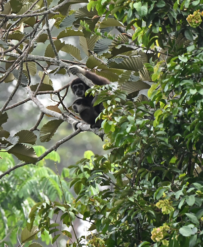 Lar Gibbon