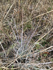 Andropogon virginicus