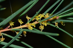 Hakea nodosa