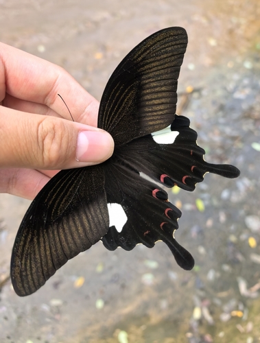Red Helen Swallowtail