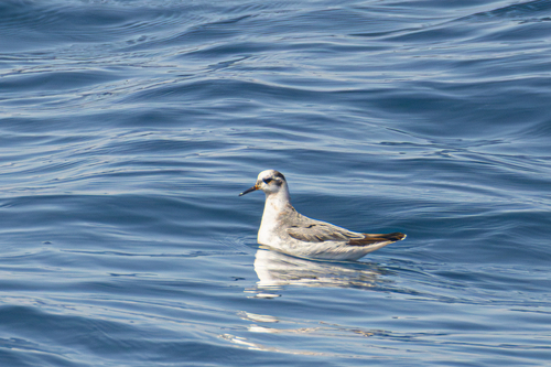 iNaturalist image