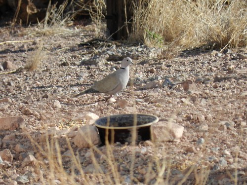 Eurasian Collared-Dove