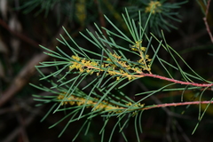 Hakea nodosa