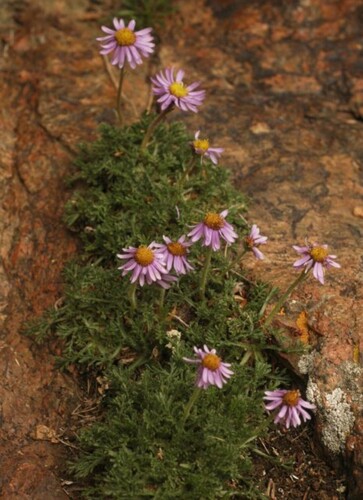 Erigeron pinnatisectus, photograph 1