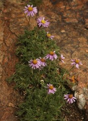 Erigeron pinnatisectus
