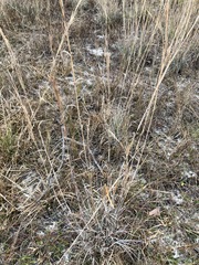 Andropogon virginicus