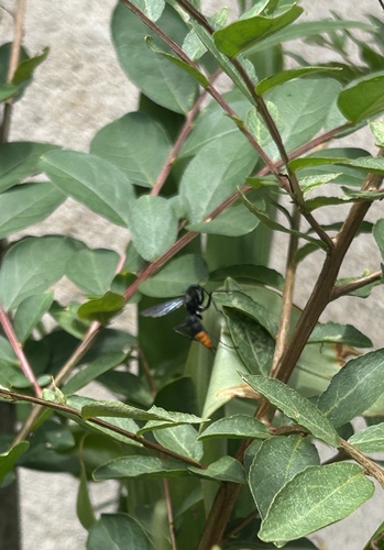 Asian Red-tailed Spider Wasp