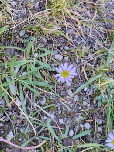 Oreostemma alpigenum