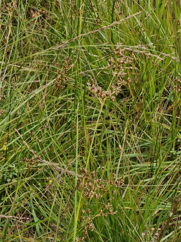 Juncus acutiflorus