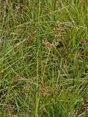 Juncus acutiflorus