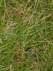 Juncus acutiflorus, photograph (c) ahabo, some rights reserved (CC BY)