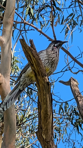 Red Wattlebird