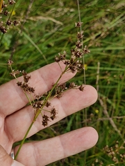 Juncus acutiflorus, photograph (c) ahabo, some rights reserved (CC BY)