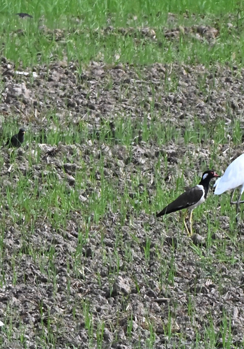 Red-wattled Lapwing