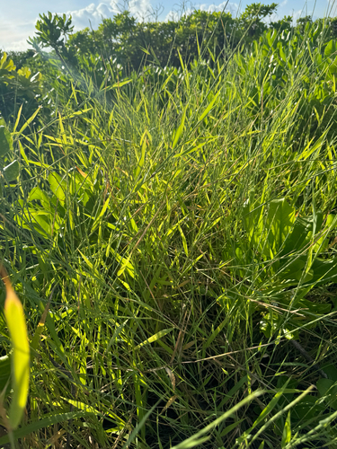 Lepturus repens observed 2026-08-30