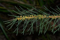 Hakea nodosa