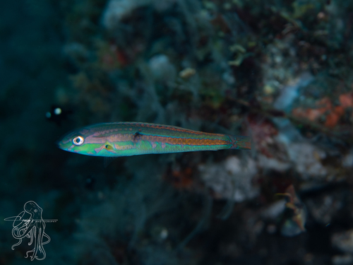 Halichoeres zeylonicus observed 2026-05-15