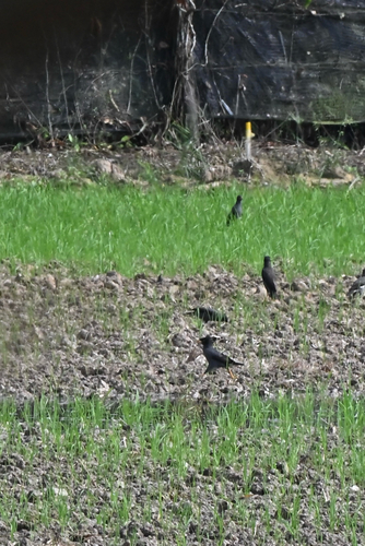 Javan Myna