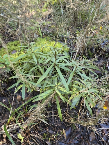 Ixerba brexioides, photograph 5
