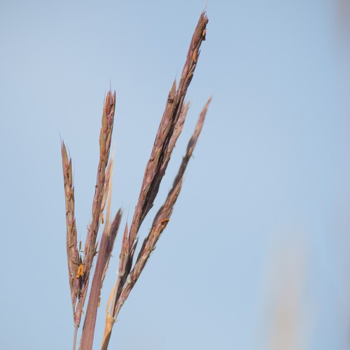 big bluestem