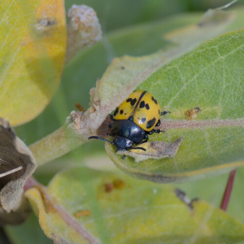 Swamp Milkweed Leaf Beetle