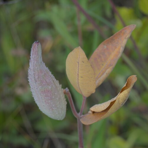 common milkweed