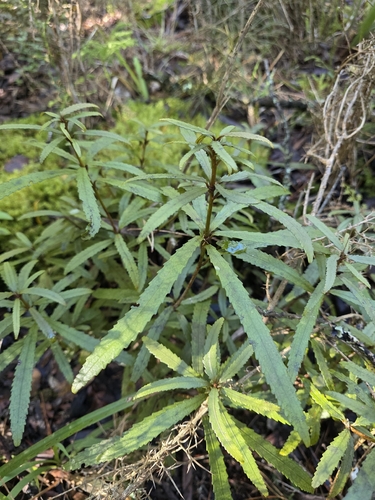 Ixerba brexioides, photograph 6