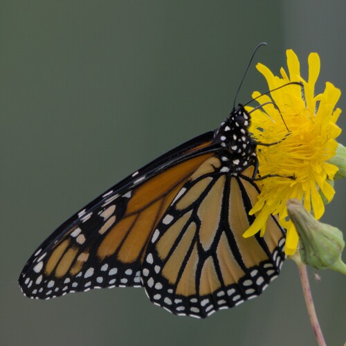 Monarch