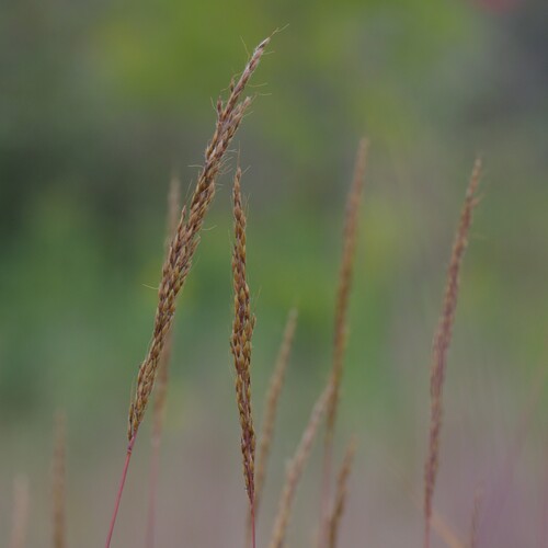 Indiangrass