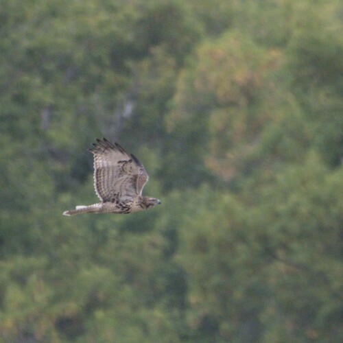 Red-tailed Hawk