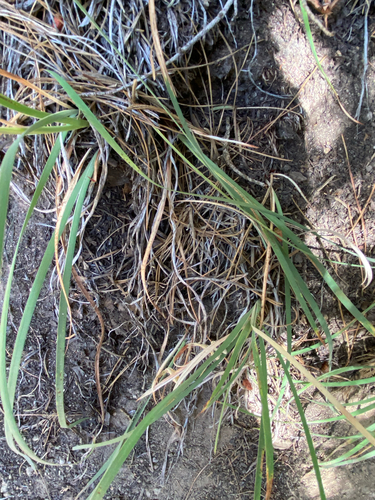 Iris hartwegii, photograph 3