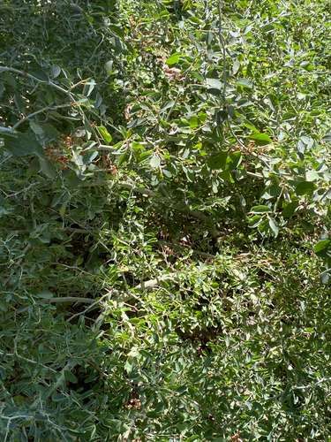 Ceanothus cordulatus, photograph 3