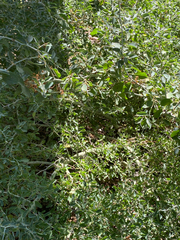 Ceanothus cordulatus, photograph (c) Rebecca Johnson, some rights reserved (CC BY)