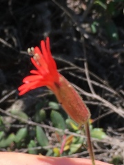 Silene laciniata laciniata