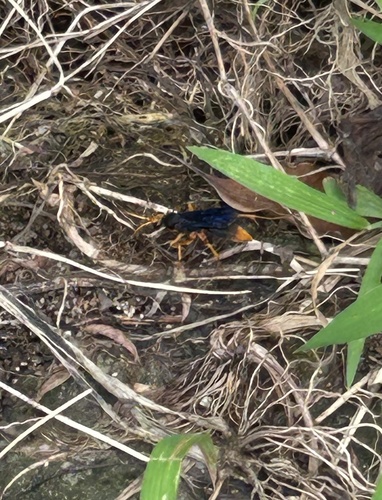 Hemipepsis sinensis