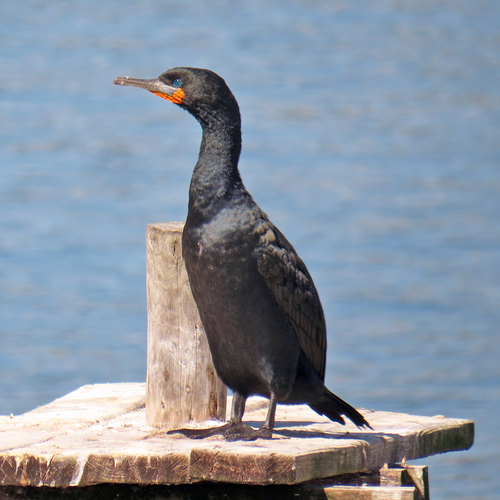 iNaturalist image